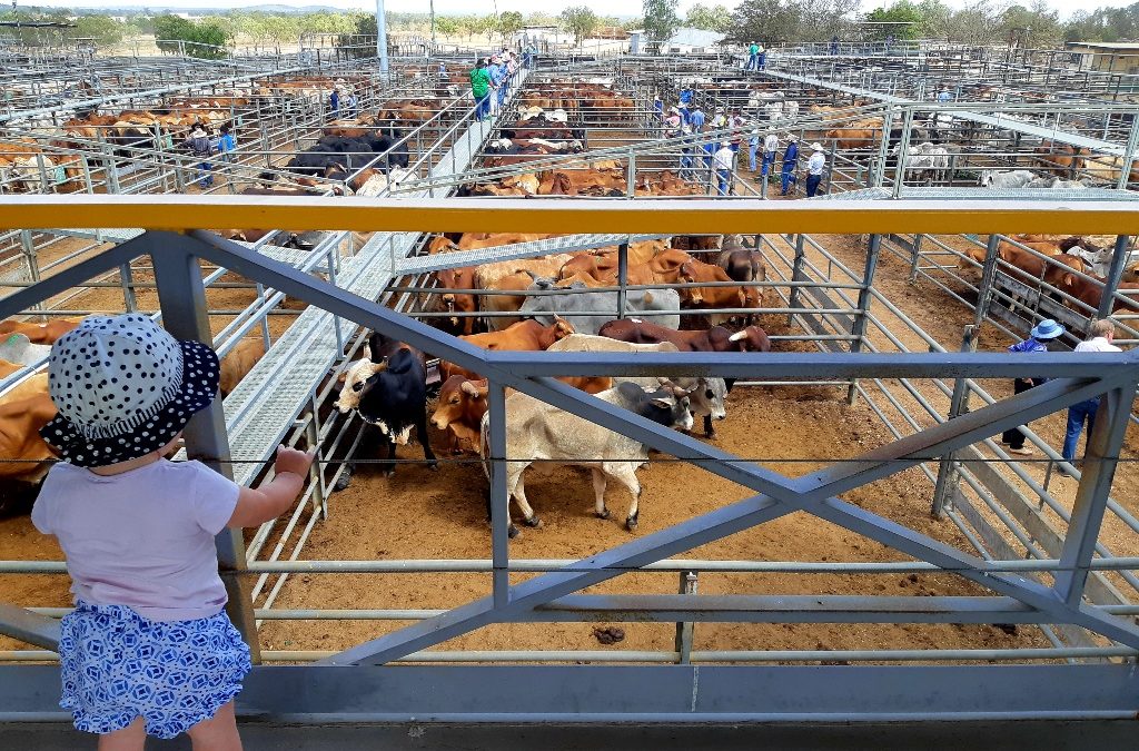 Country life in Charters Towers